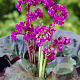 Bergenia cordifolia 'Eroica' GM P9