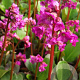 Bergenia cordifolia 'Eroica' GM P9