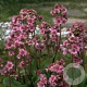 Bergenia cordifolia 'Purpurea' GM P9