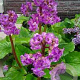 Bergenia cordifolia 'Purpurea' GM P9