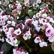 Bergenia 'Jelle' GM P9