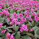 Bergenia 'Morgenröte' GM P9