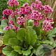 Bergenia 'Morgenröte' GM P9