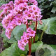 Bergenia purpurascens GM P9