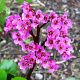 Bergenia 'Rotblum' GM P9