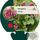 Bergenia 'Rotblum' GM P9