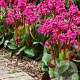 Bergenia 'Rotblum' GM P9