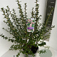 Escallonia 'Apple Blossom' 50-60 cm 5,0L