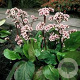 Bergenia 'Silberlicht' GM P9