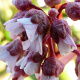 Bergenia 'Silberlicht' GM P9