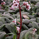 Bergenia 'Silberlicht' GM P9