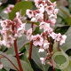Bergenia 'Silberlicht' GM P9