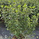 Escallonia 'Iveyi' 60-80 cm 10L