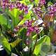 Bergenia 'Wintermärchen' GM P9