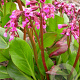 Bergenia 'Wintermärchen' GM P9