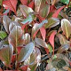 Bergenia 'Wintermärchen' GM P9
