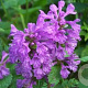 Stachys macrantha 'Superba' GM P9