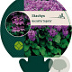 Stachys macrantha 'Superba' GM P9