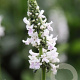Stachys discolor GM P9