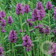 Stachys monieri 'Hummelo' GM P9