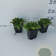 Stachys monieri 'Hummelo' GM P9
