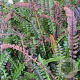 Blechnum penna-marina GM P9