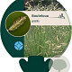 Bouteloua gracilis GM P9