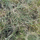 Bouteloua gracilis GM P9