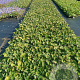 Brunnera macrophylla GM P9