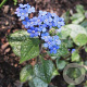 Brunnera macr. 'Alexanders Great' GM P9