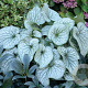 Brunnera macr. 'Alexanders Great' GM P9