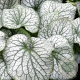 Brunnera macr. 'Alexanders Great' GM P9