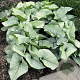 Brunnera macr. 'Alexanders Great' GM P9