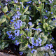 Brunnera macr. 'Sea Heart' GM P9