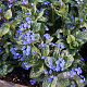Brunnera macr. 'Sea Heart' GM P9