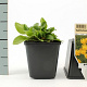 Buphthalmum salicifolium GM P9