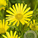 Buphthalmum salicifolium GM P9