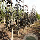 Fagus syl. 'Purple Fountain' 6-8 HO draadkluit geveerd
