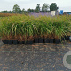 Calamagrostis brachytricha GM P9