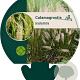Calamagrostis brachytricha GM P9