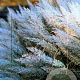 Calamagrostis brachytricha GM P9