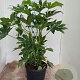 Fatsia japonica 100-125 cm 20L najaarspotting