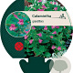 Calamintha grandiflora GM P9