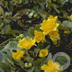 Caltha palustris GM P9