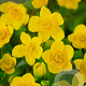 Caltha palustris GM P9