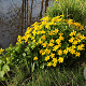 Caltha palustris GM P9