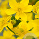 Caltha palustris GM P9