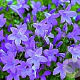Campanula 'Birch Hybrid' GM P9