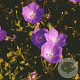 Campanula carpatica GM P9