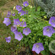 Campanula carpatica GM P9